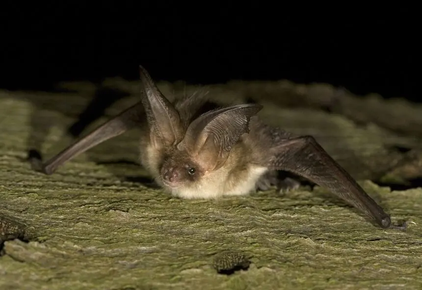 Grootoorvleermuis op een boomstam