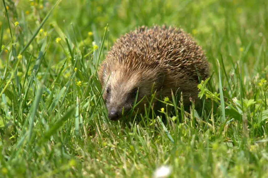 Egel in het gras tussen de gele bloemen