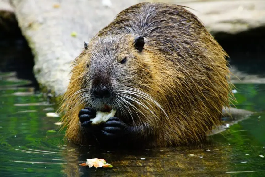 Bever aan de oever, etend.