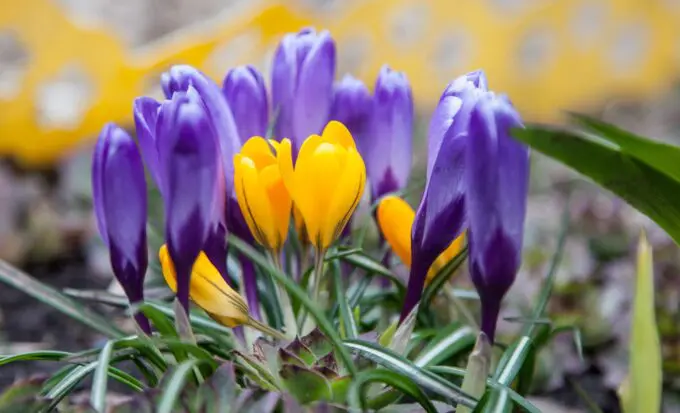 Krokus