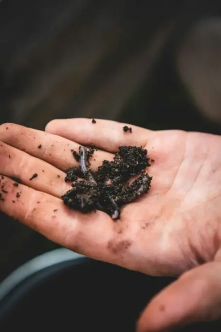 Regenworm in een beetje aarde op een hand