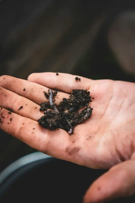 Regenworm in een beetje aarde op een hand